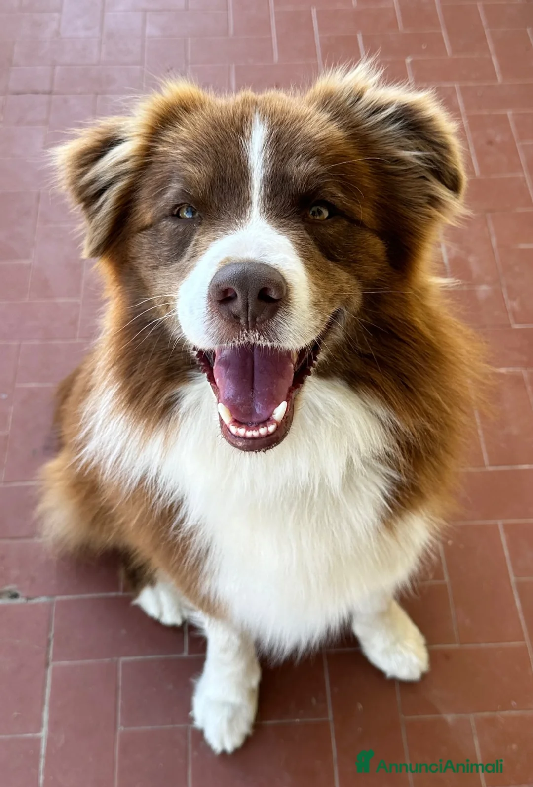 Border Collie cani in vendita: Border collie - Annuncio 2
