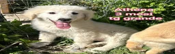 Meticcio cani in regalo: CUCCIOLI DA SALVARE IN RIFUGIO! a Provincia di Reggio Emilia - Annuncio 9