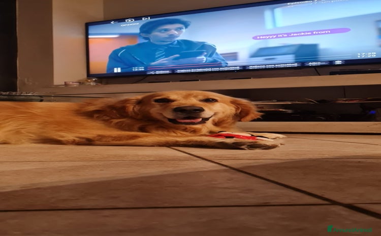 Golden Retriever cani - Annuncio 4