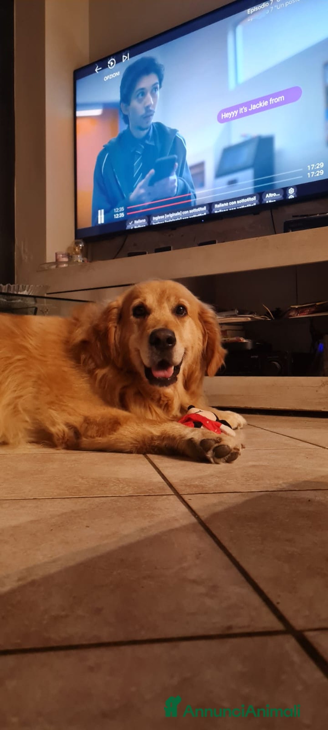 Golden Retriever cani per accoppiamento: Golden retriever per monta  - Annuncio 1