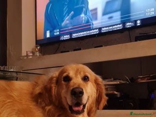 Golden Retriever cani Golden retriever per monta - Annuncio 21