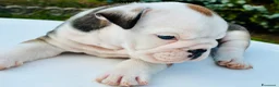 Bulldog cani in vendita: Cuccioli Bulldog Inglese - Annuncio 21