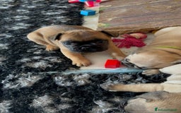 Bulldog Francese cani in vendita: Bulldog francese  a Provincia di Ascoli Piceno - Immagine 15
