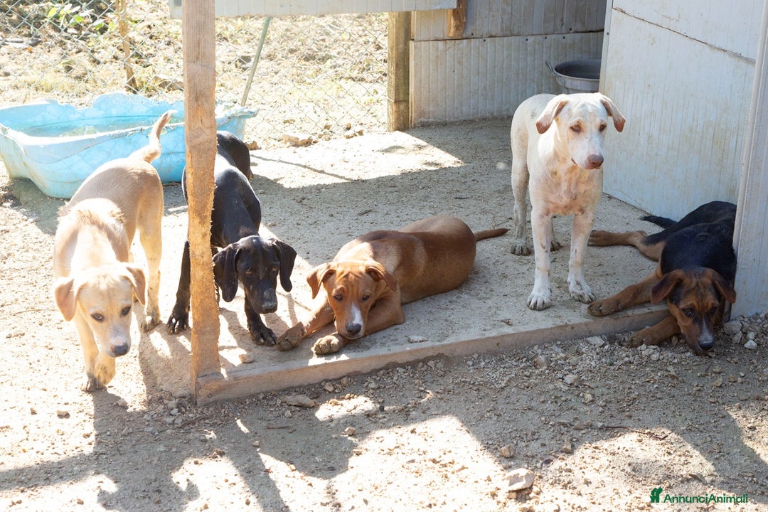 Meticcio cani in regalo: ADOTTA CORFU' a Città Metropolitana di Firenze - Annuncio 4