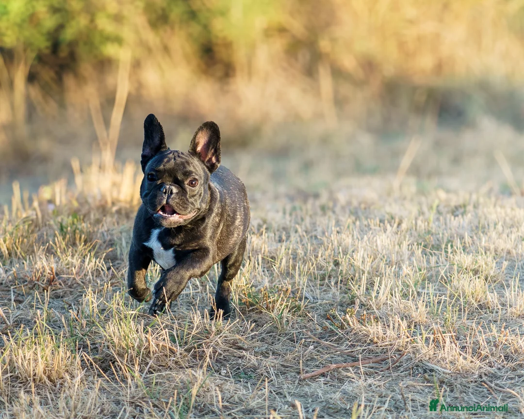 Bulldog Francese cani in vendita: Cuccioli Bouldogue Francese - Annuncio 4