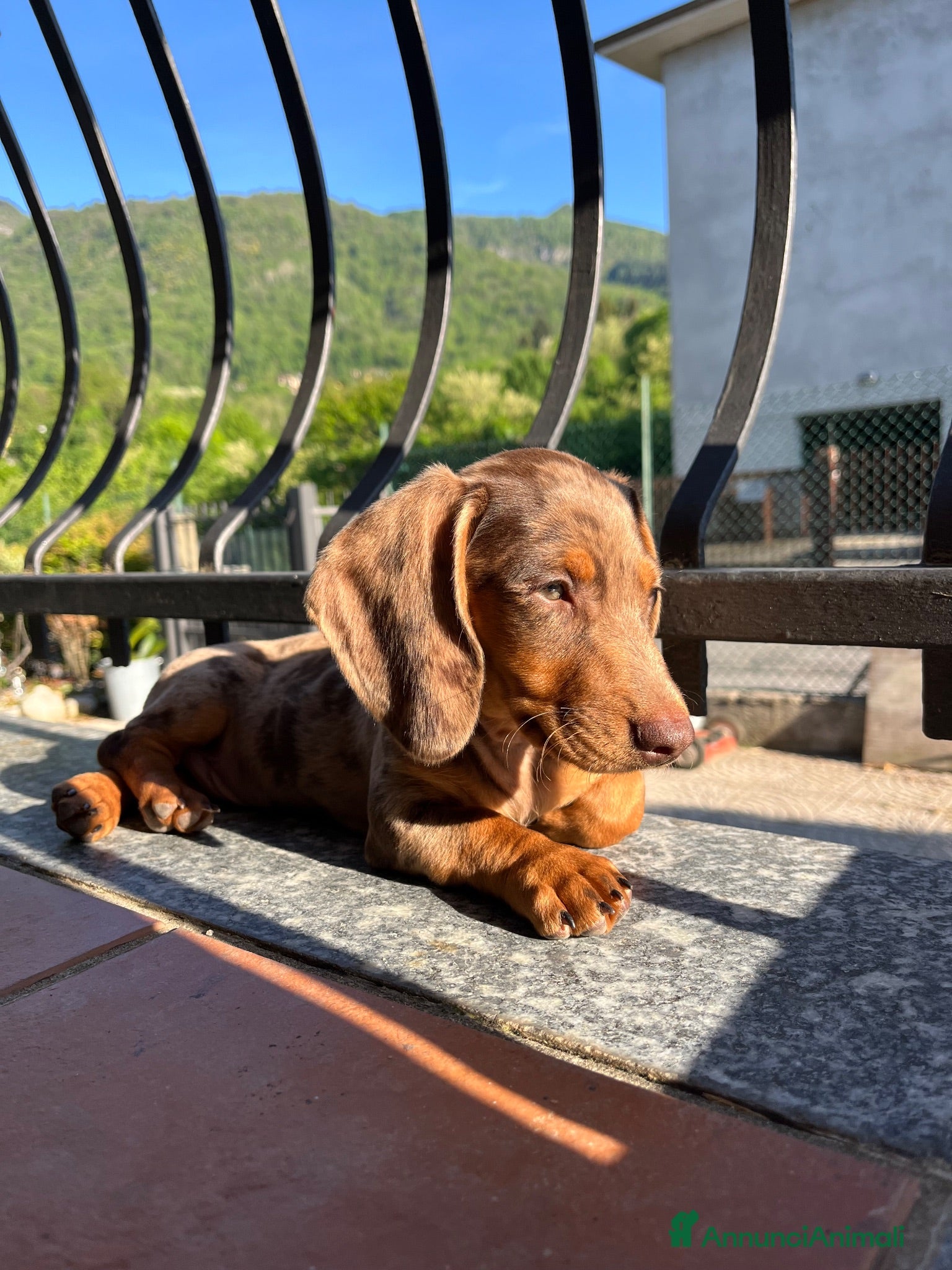 Bassotto Nano cani Cercasi femmina di bassotto per accoppiamento - Annuncio 5
