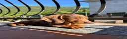 Bassotto Nano cani per accoppiamento: Cercasi femmina di bassotto per accoppiamento a Provincia di Varese - Annuncio 1