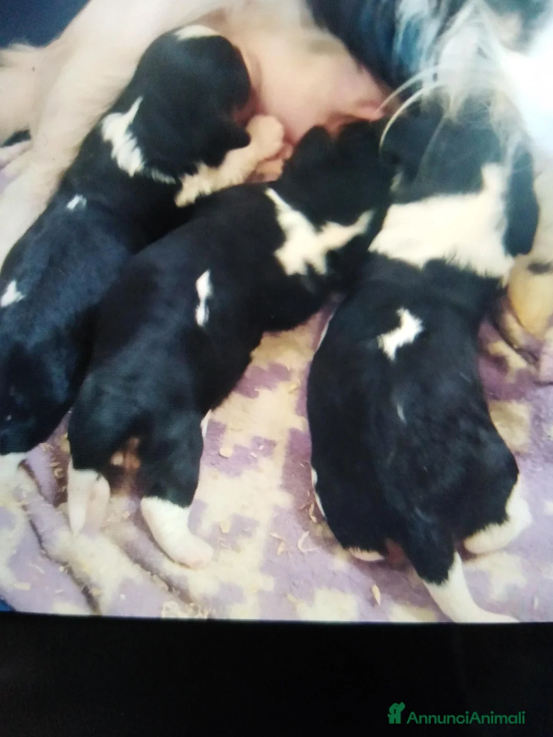Cavalier King cani in vendita: Cavalier King charles spaniel  - Annuncio 3