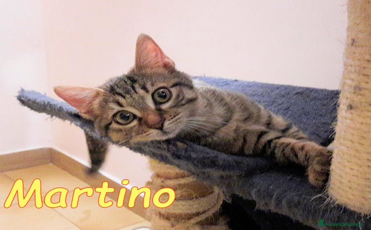 Europeo gatti - Annuncio 19