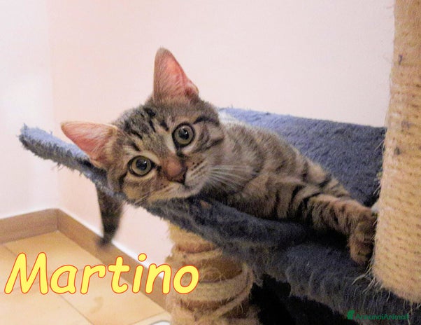 Europeo gatti - Annuncio 19