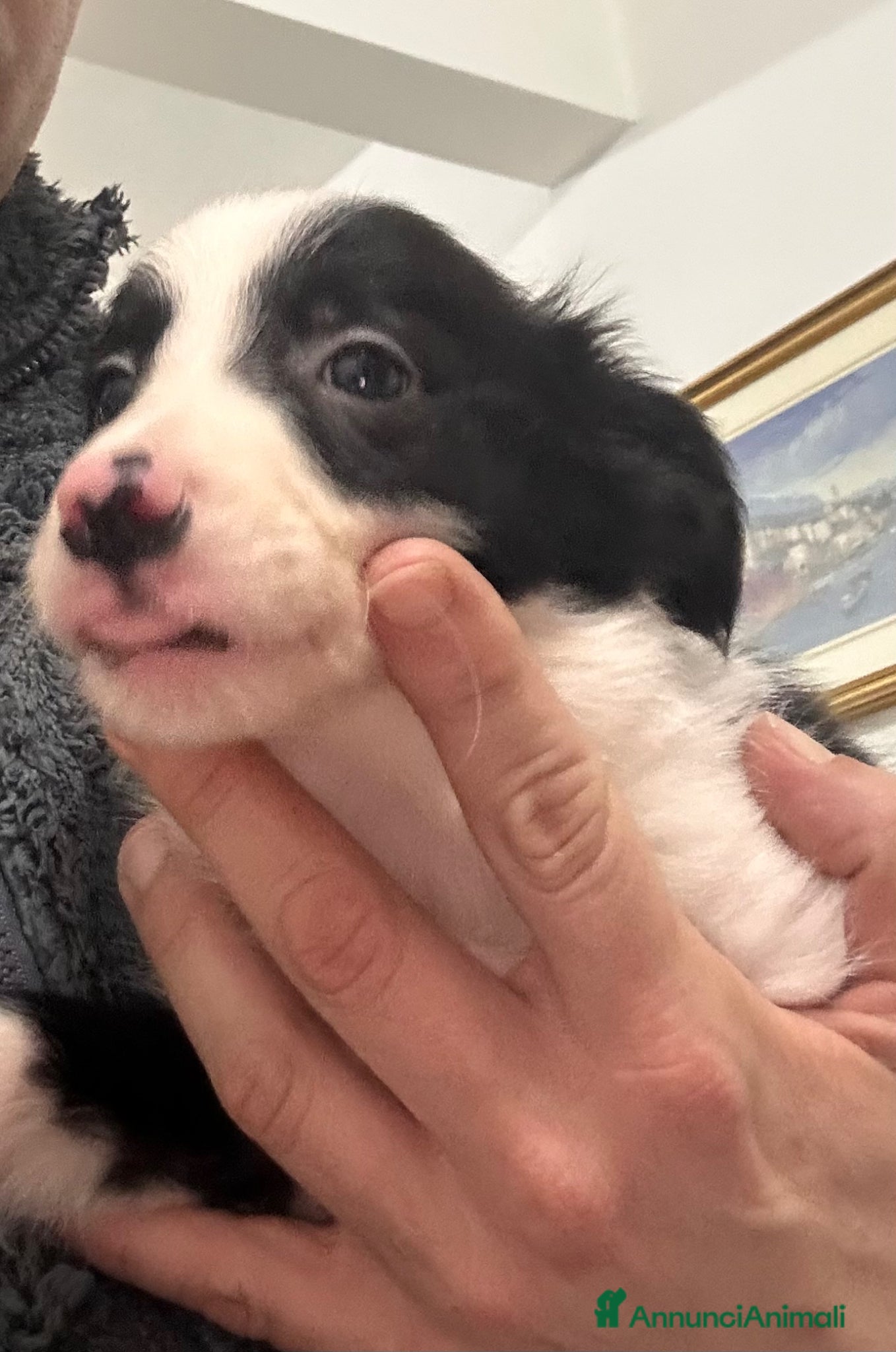 Border Collie cani Border collie  - Annuncio 18