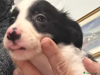 Border Collie cani Border collie - Annuncio 18