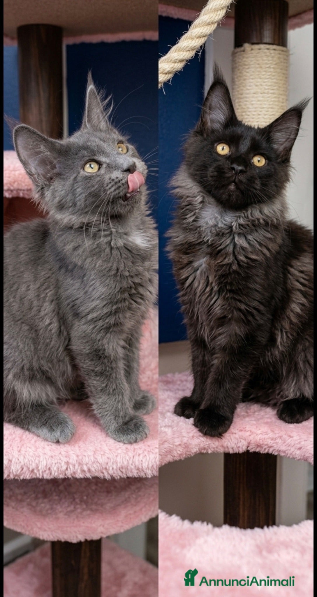 Maine Coon gatti Maine coon certificati afsi - Annuncio 2