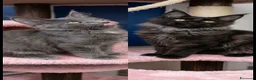 Maine Coon gatti in vendita: Maine coon certificati afsi - Annuncio 1