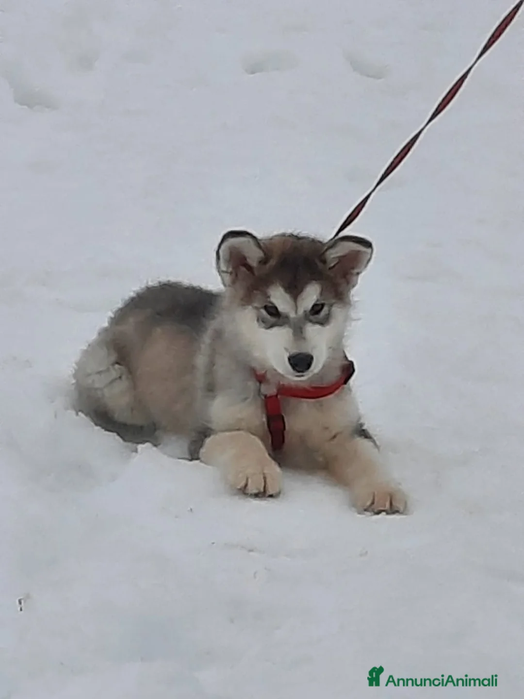 Alaskan Malamute cani in vendita: Alaskan Malamute cuccioli  - Annuncio 2