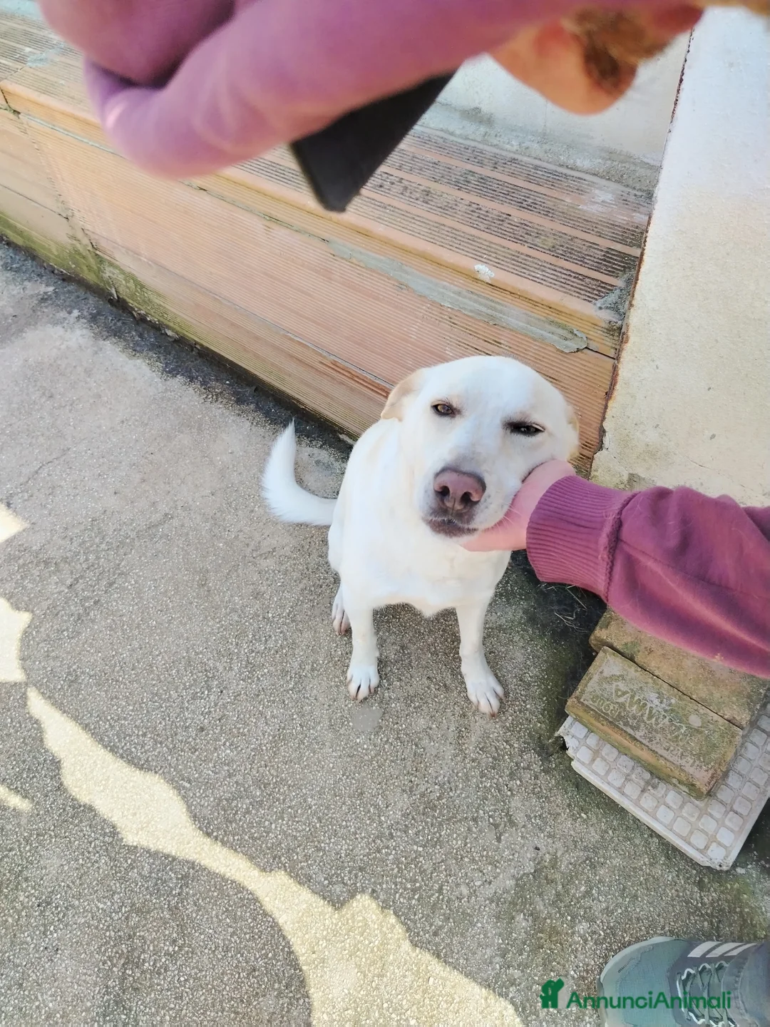 Meticcio cani in regalo: Dolcissimo Blanco, taglia media contenuta  - Annuncio 2