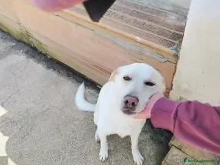 Meticcio cani Dolcissimo Blanco, taglia media contenuta - Annuncio 1