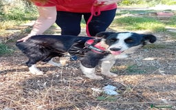 Meticcio cani in regalo: Arabella, 6 mesi  a Provincia di Bergamo - Immagine 4