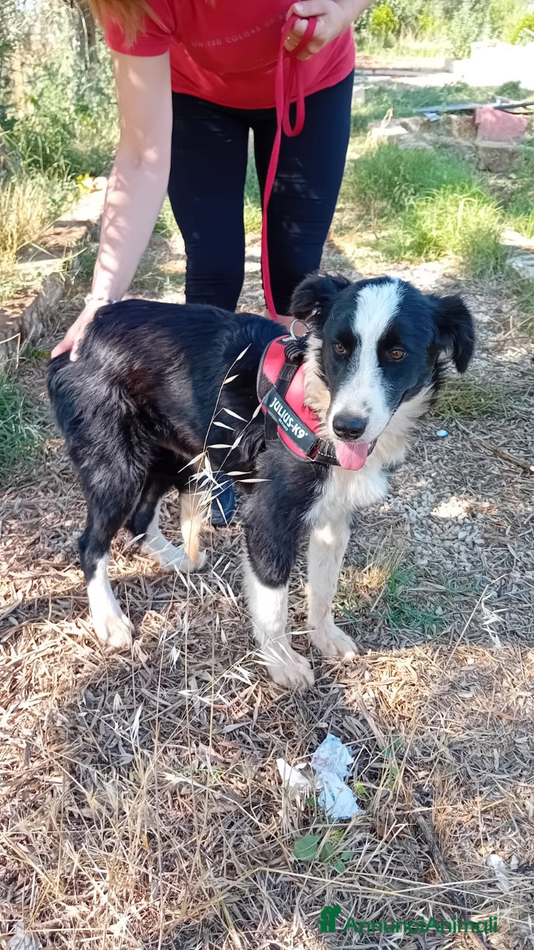 Meticcio cani in regalo: Arabella, 6 mesi  a Provincia di Bergamo - Immagine 4