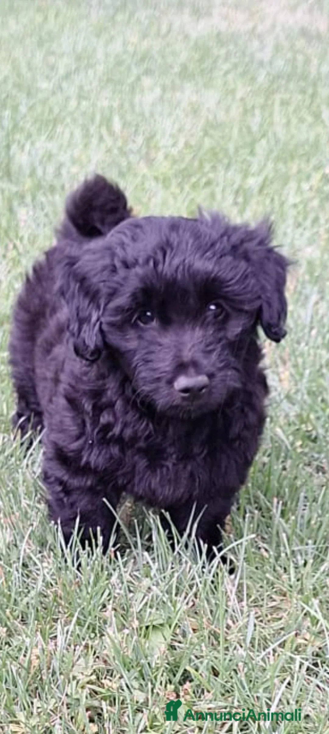 Meticcio cani in vendita: Cuccioli di 2 mesi futura taglia piccola  - Annuncio 2