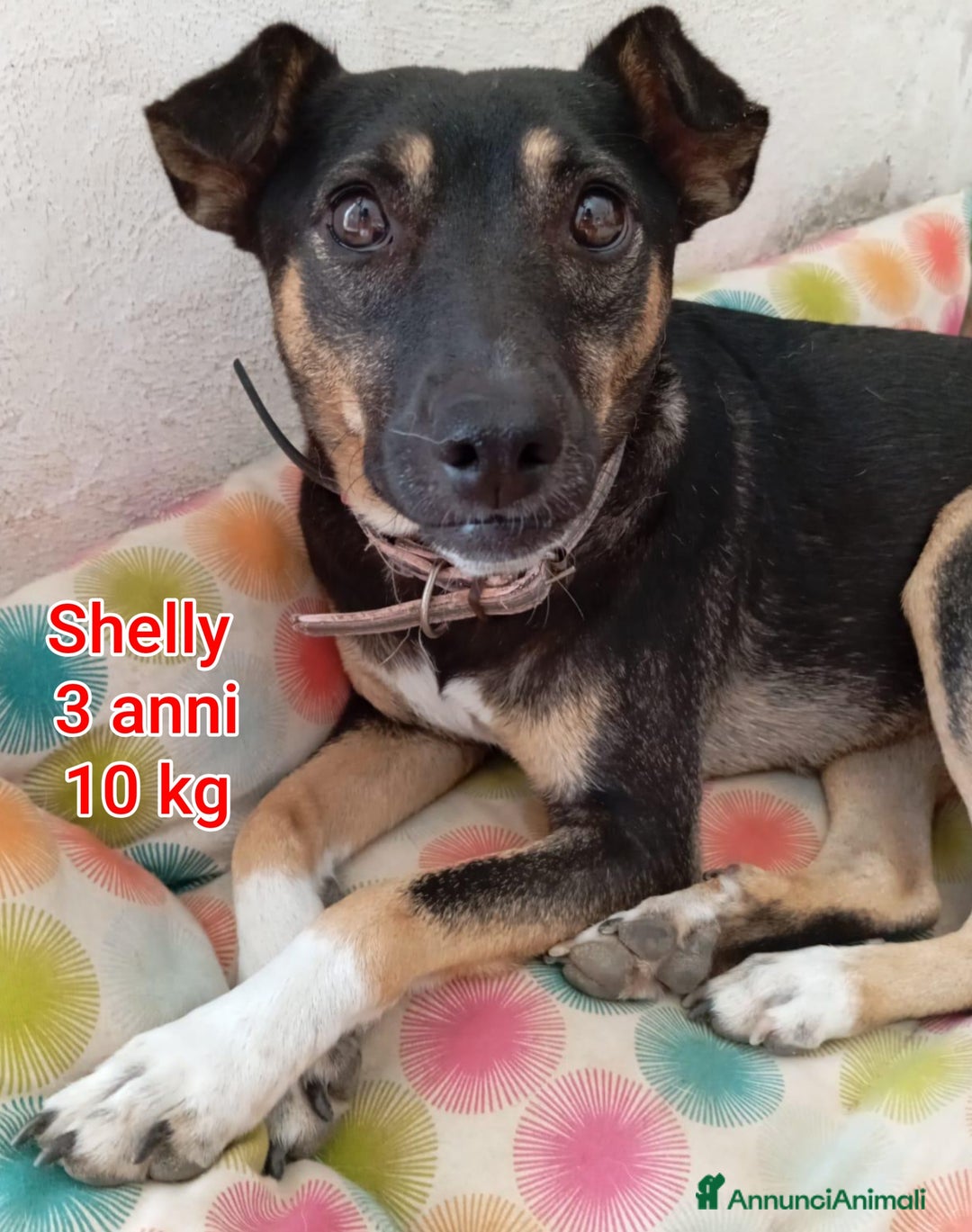 Meticcio cani in regalo: CANI DI TAGLIA PICCOLA E CONTENUTA  - Annuncio 6