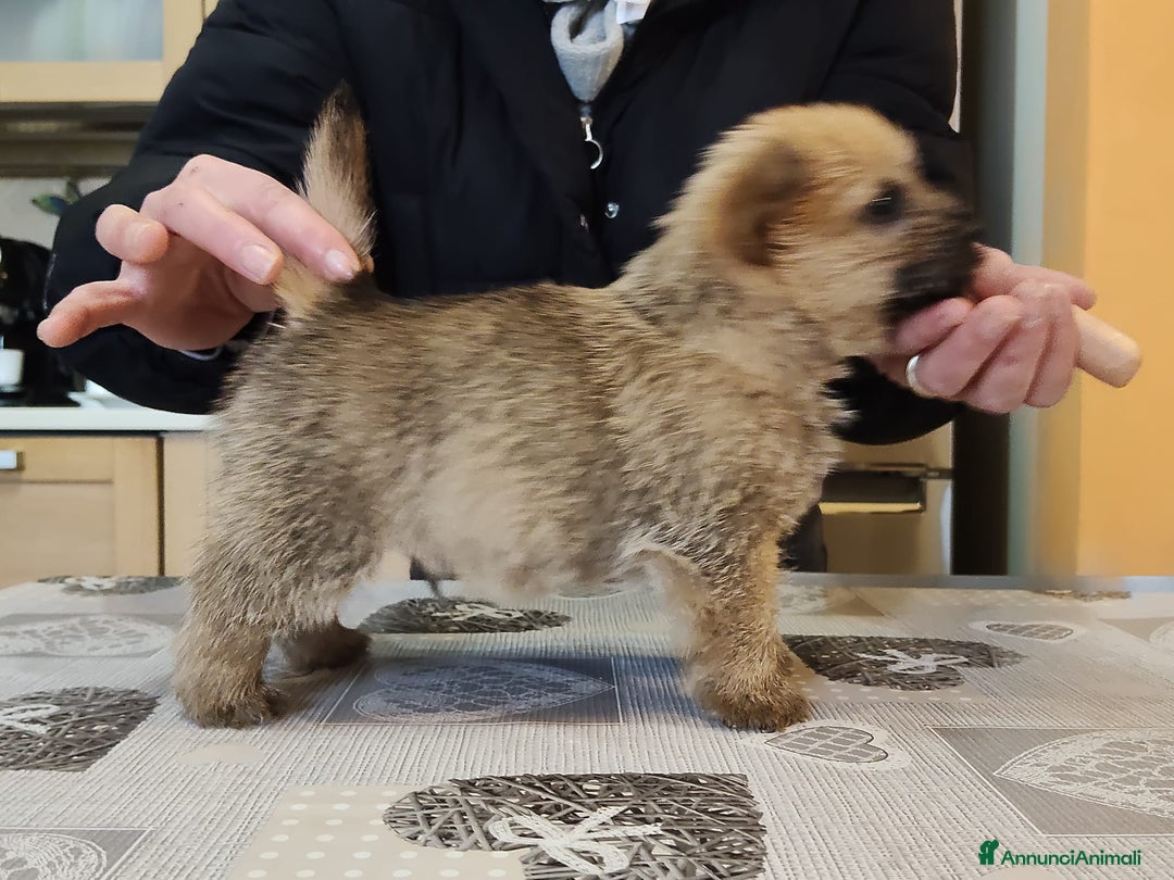 Norwich Terrier cani in vendita: Cuccioli di Norwich Terrier - Annuncio 6
