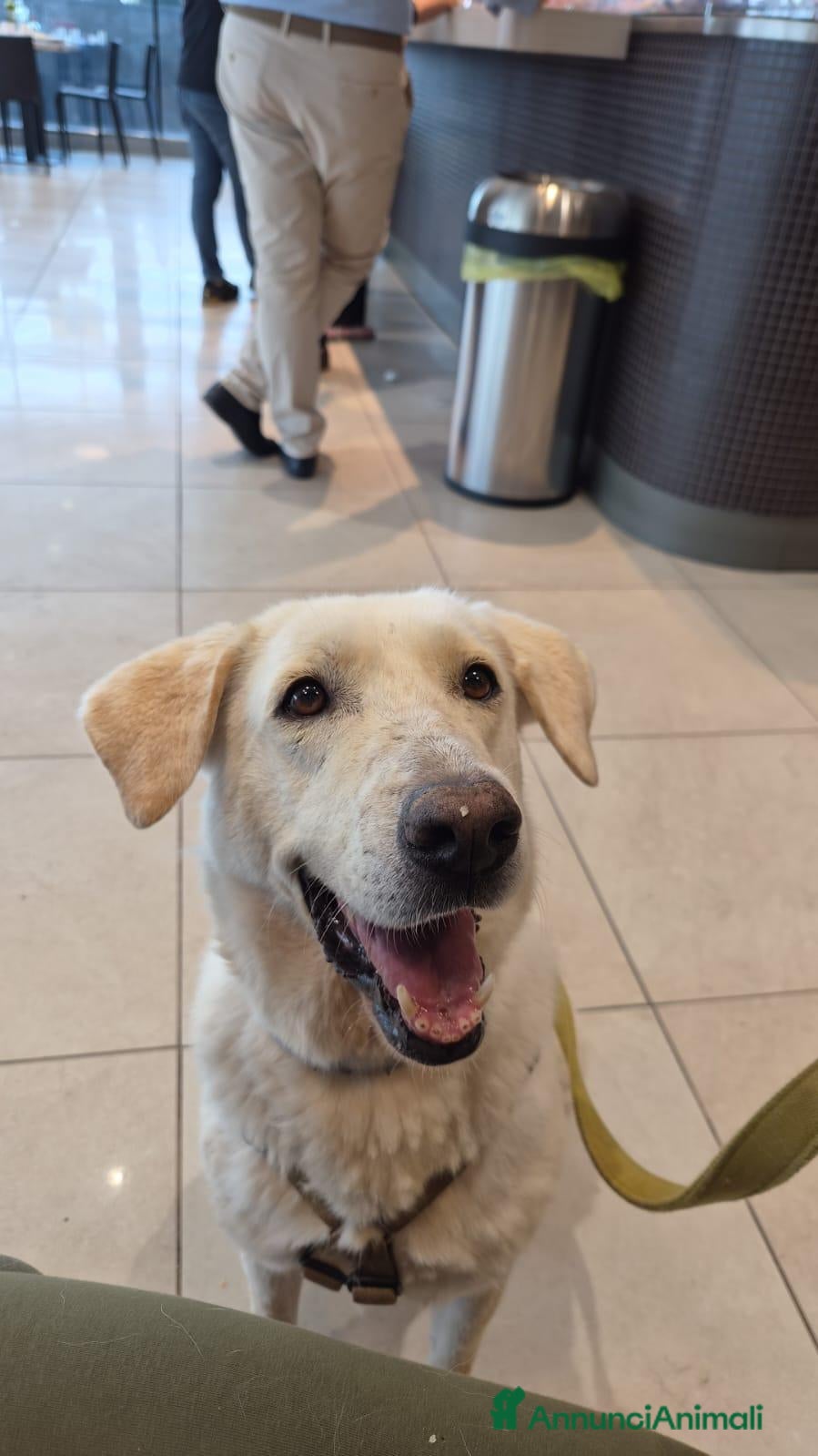 Labrador cani Easy, una labrador da adottare - Annuncio 2