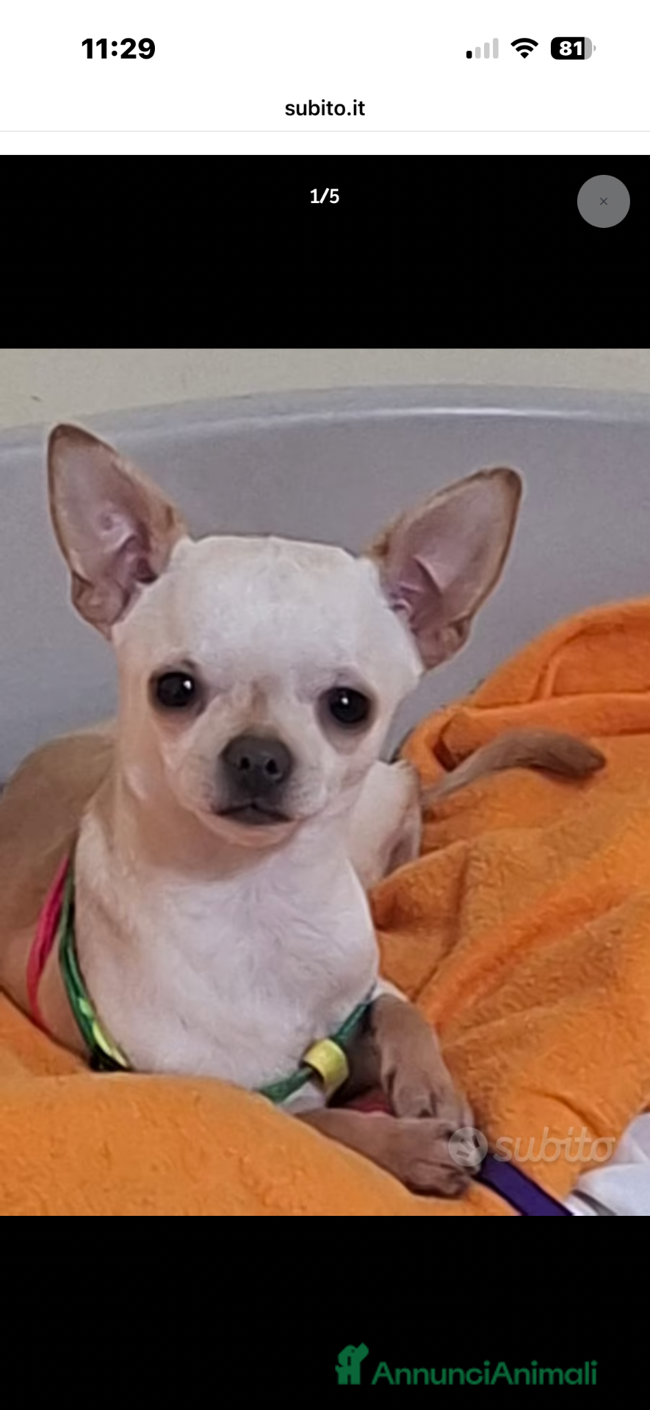 Chihuahua cani Chihuahua - Annuncio 2