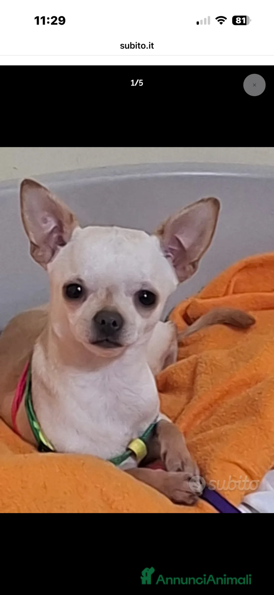 Chihuahua cani in vendita: Chihuahua - Annuncio 1