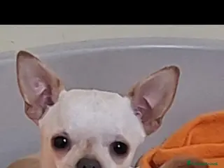 Chihuahua cani Chihuahua - Annuncio 2