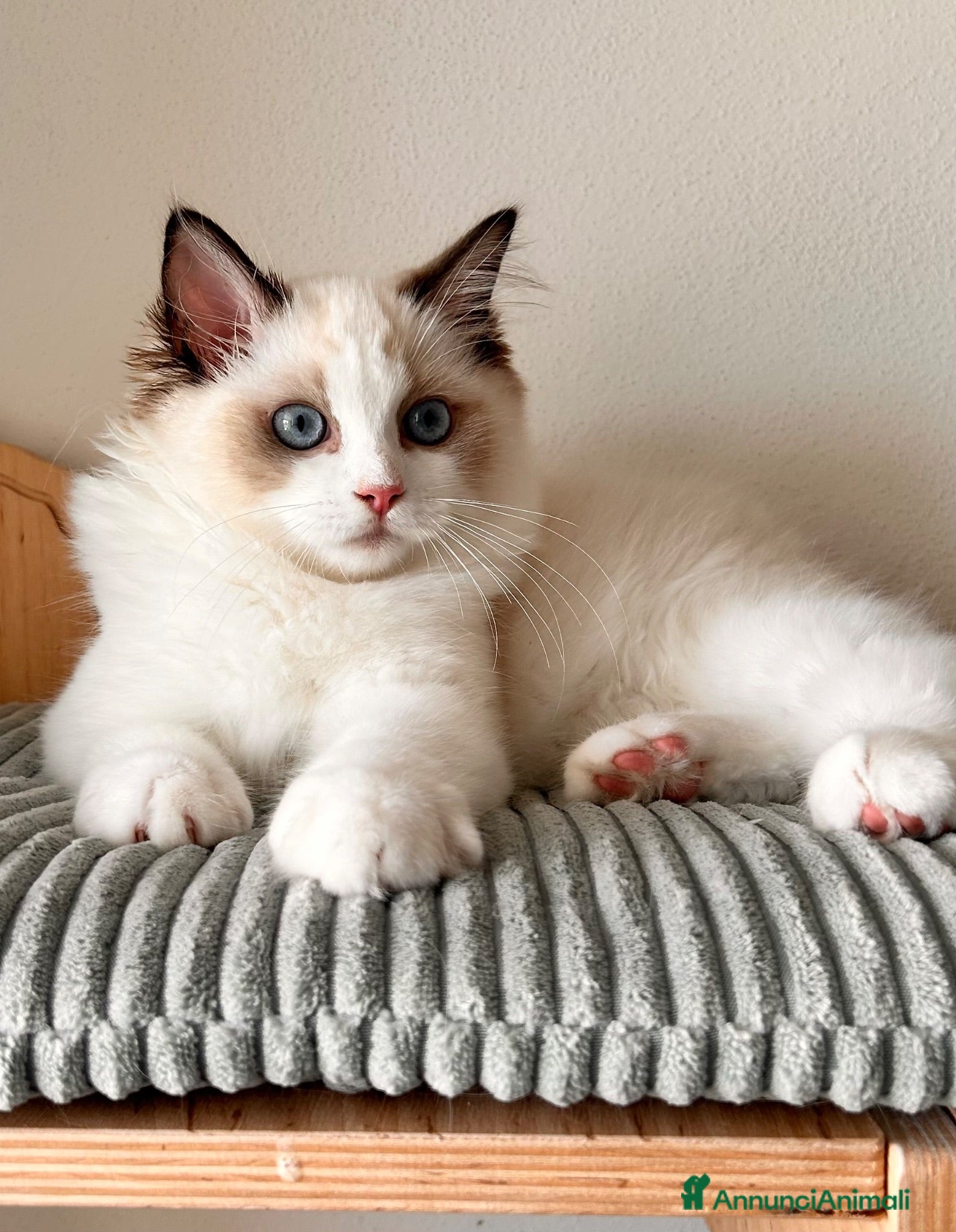 Ragdoll gatti Ragdoll cucciolo bicolor Pedigree  - Annuncio 3