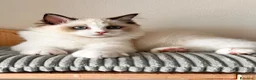 Ragdoll gatti in vendita: Ragdoll cucciolo bicolor Pedigree  - Annuncio 1