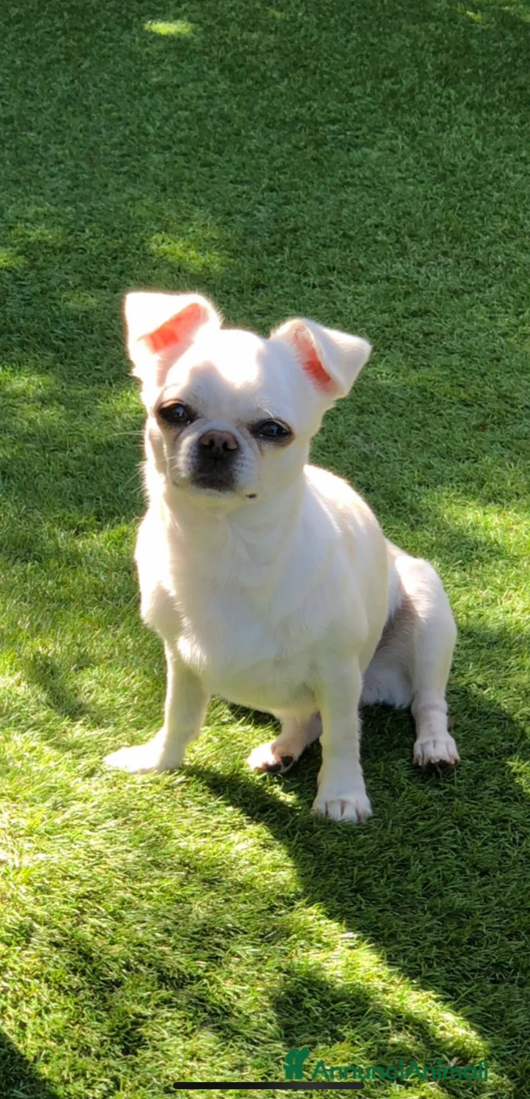 Chihuahua cani in vendita: Femmina a pelo corto  - Annuncio 7