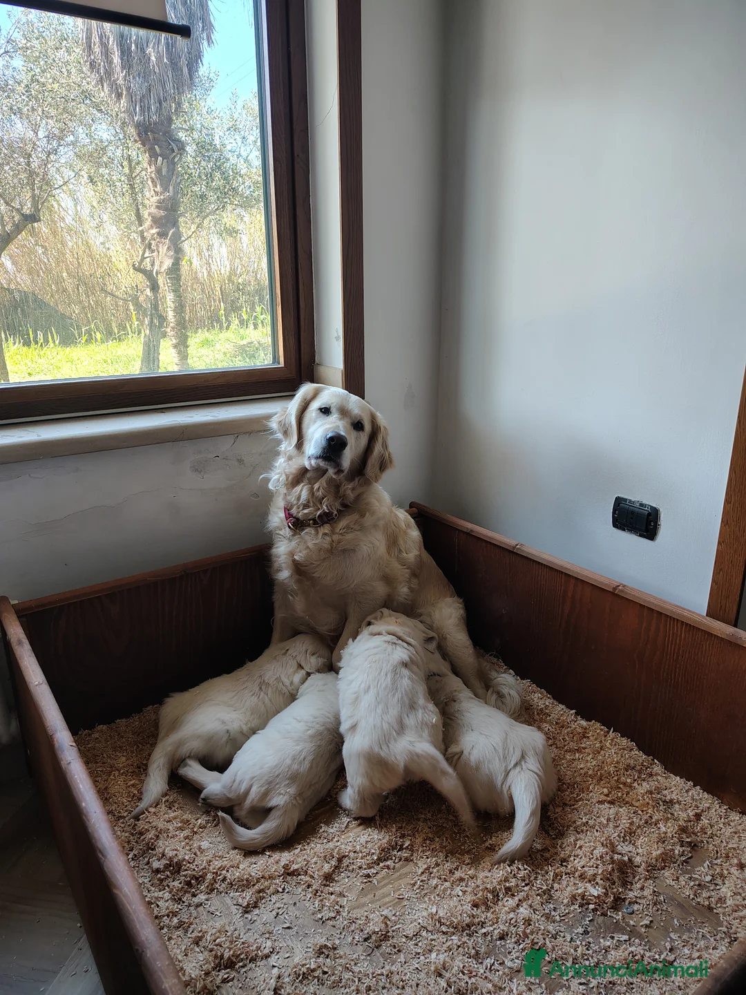 Golden Retriever cani in vendita: Golden Retriever linea inglese - Annuncio 2