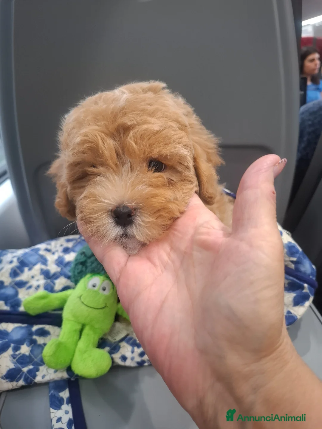 Maltipoo cani in vendita: Maltipoo di prima generazione - Annuncio 2