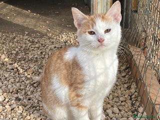 Burmese gatti ADOTTA KANGA - Annuncio 1