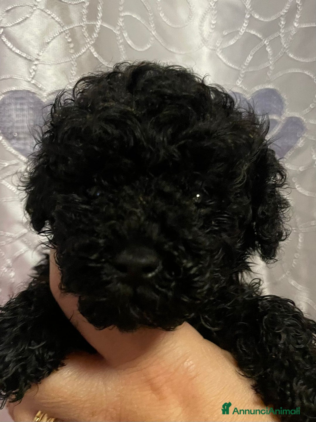 Barboncino Toy cani in vendita: Cuccioli di Barboncino Toy con pedigree ENCI - Annuncio 3