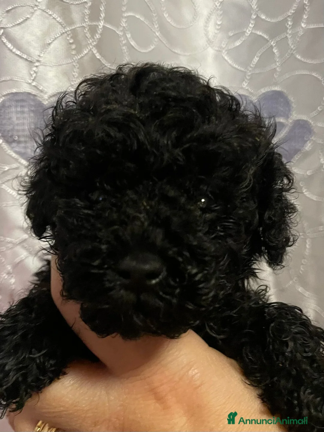 Barboncino Toy cani in vendita: Cuccioli di Barboncino Toy con pedigree ENCI - Annuncio 3