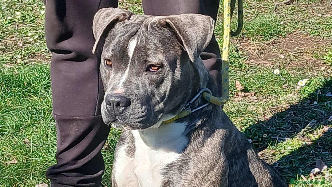 Meticcio cani in regalo: ASIA MERAVIGLIOSA CREATURA TRADITA SENZA PIETA' - Annuncio 1