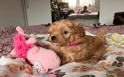 Meticcio cani in vendita: Cuccioli di Maltipoo - Immagine 10