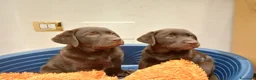 Labrador cani in vendita: Cucciola Labrador Chocolate - Annuncio 6