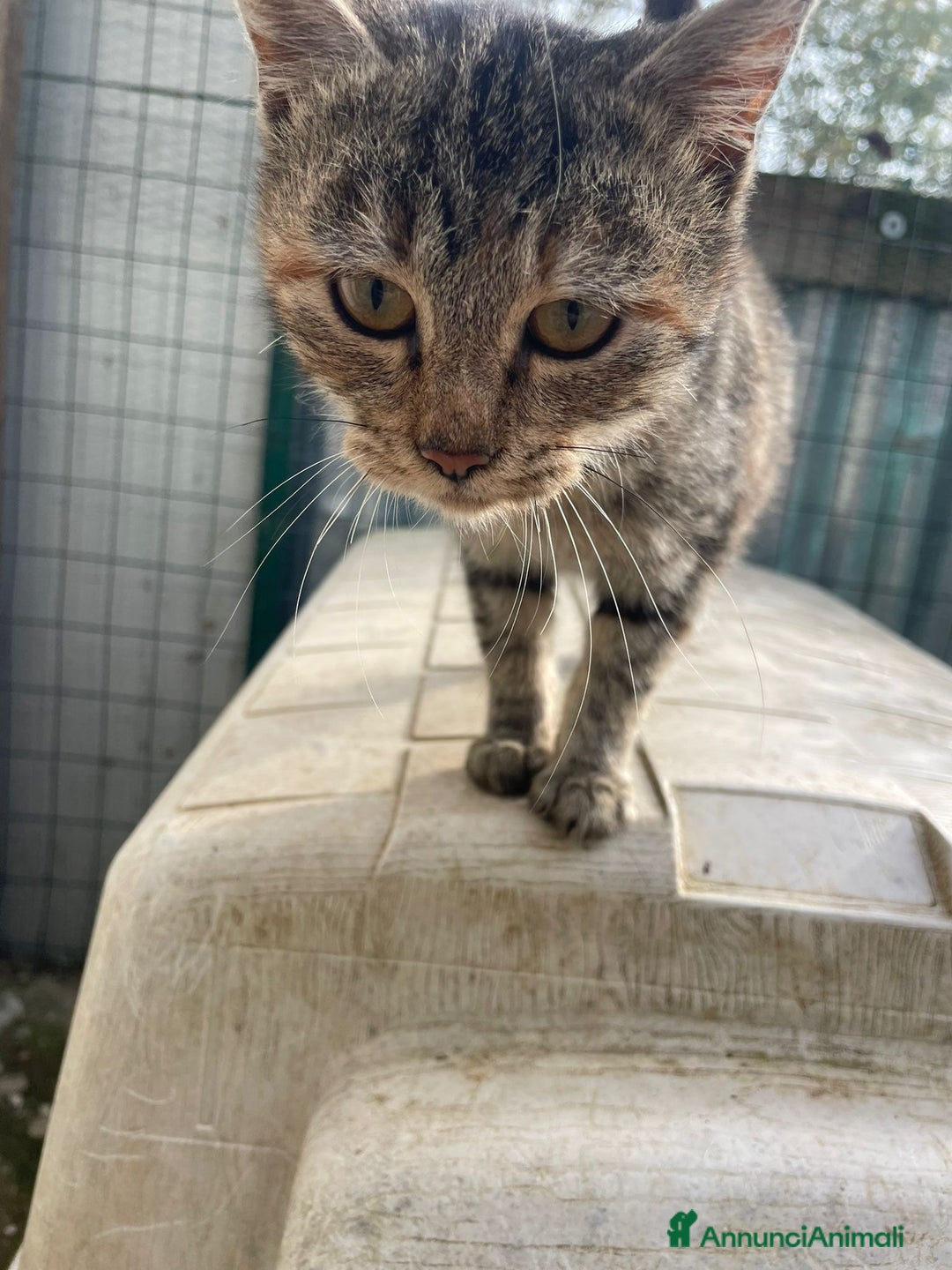 Burmese gatti in regalo: TIGRA - Annuncio 3