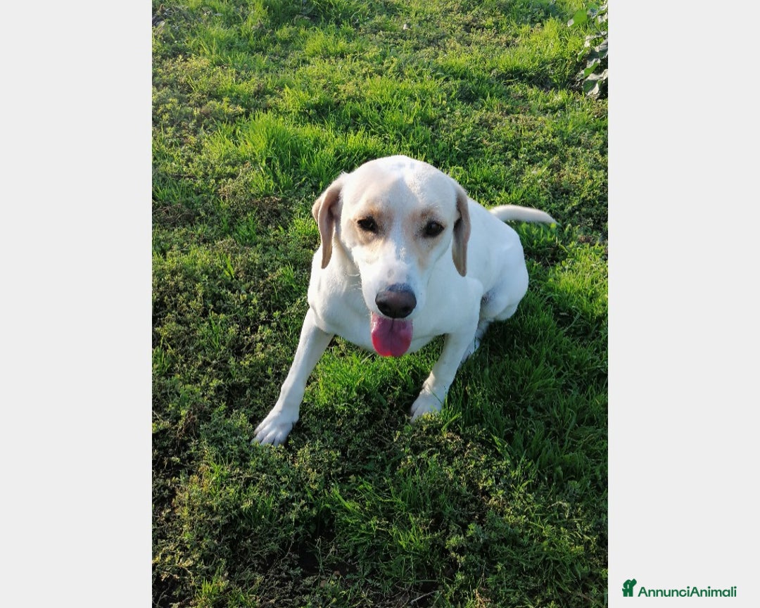 Labrador cani in regalo: Elio, dolcissimo, cerca casa a Roma - Annuncio 2