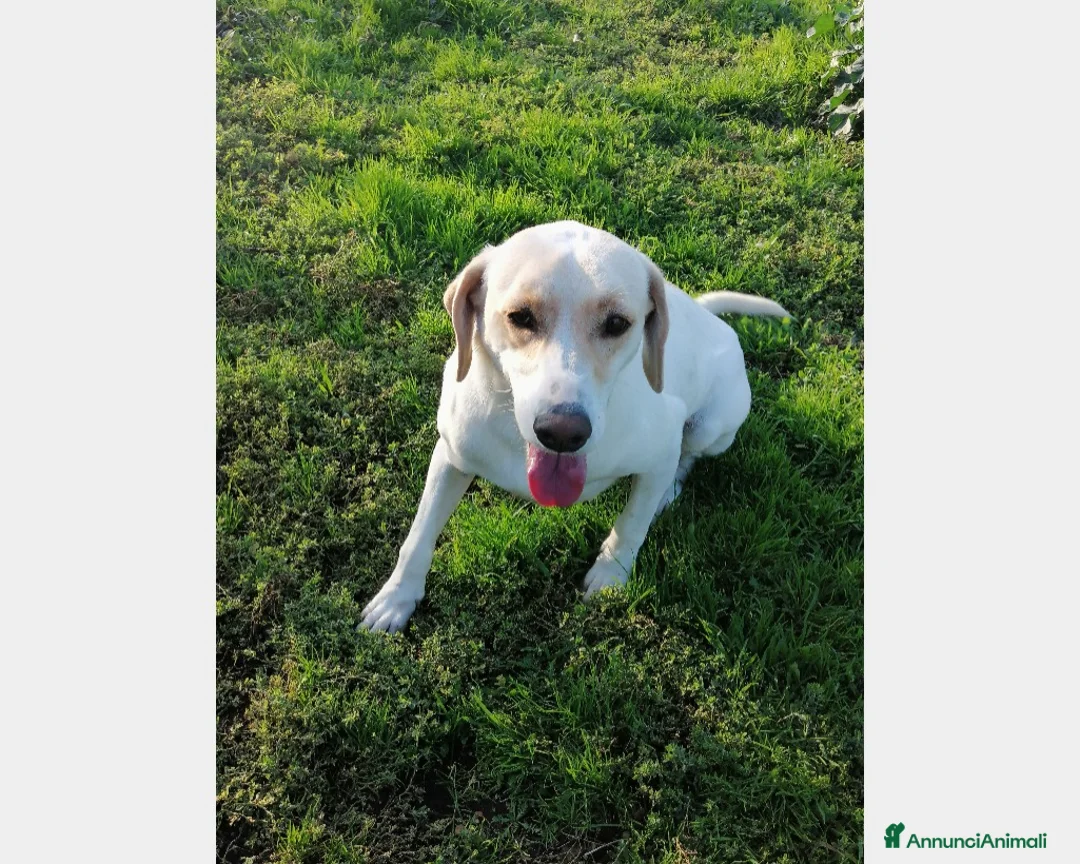 Labrador cani in regalo: Elio, dolcissimo, cerca casa a Roma - Annuncio 2