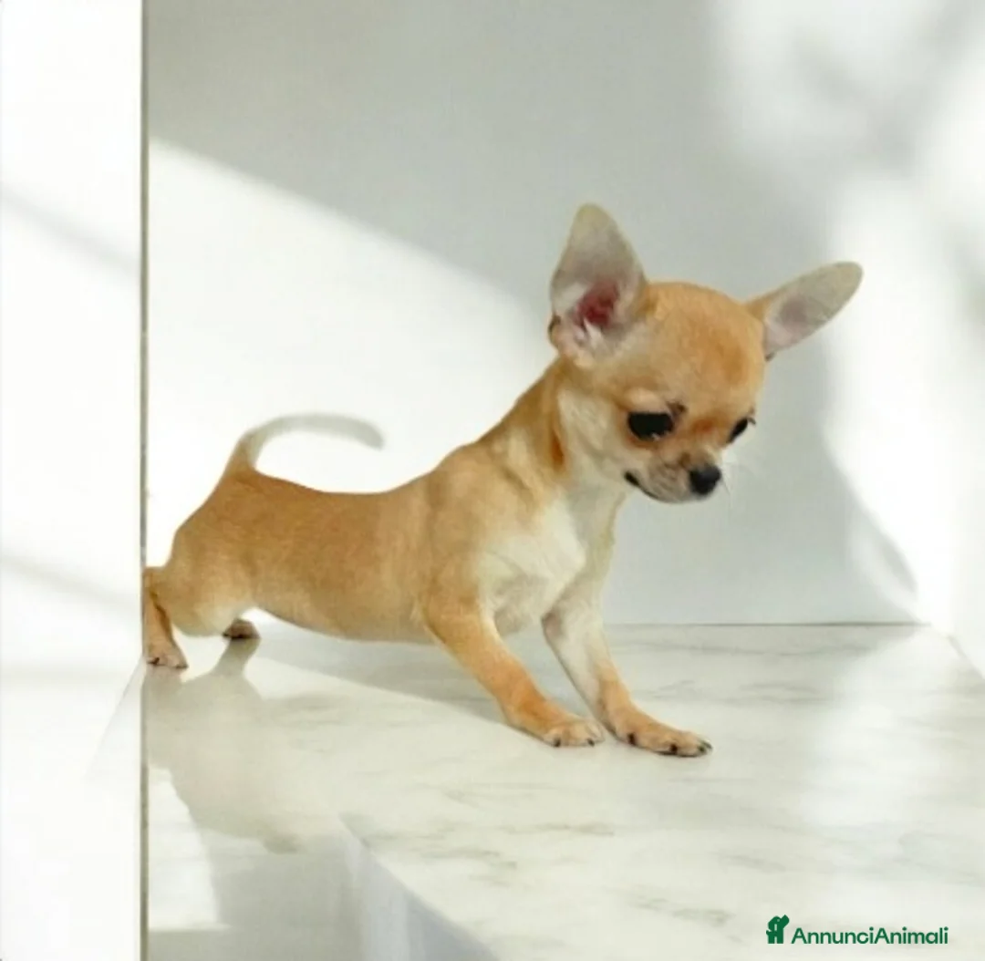 Chihuahua cani in vendita: Chihuahua mini super pedigree enci  - Annuncio 3
