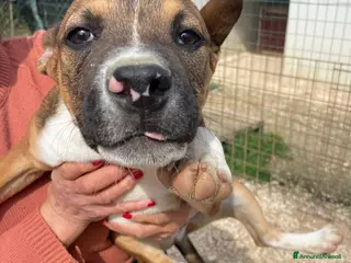 Meticcio cani NESSUNO MI ADOTTA? - Annuncio 9