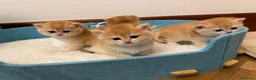 British gatti in vendita: Gattini British shorthair golden chell ny12 - Annuncio 6