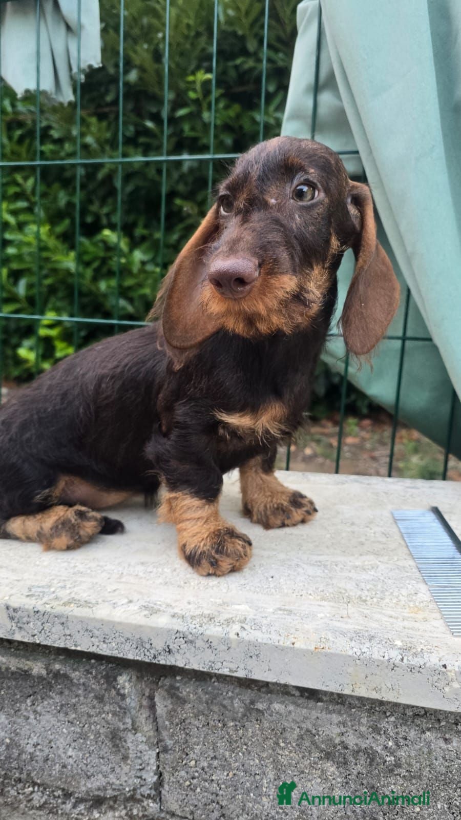 Bassotto cani Bassotti a pelo duro - Annuncio 4