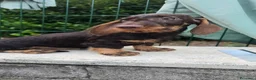 Bassotto cani in vendita: Bassotti a pelo duro - Annuncio 1