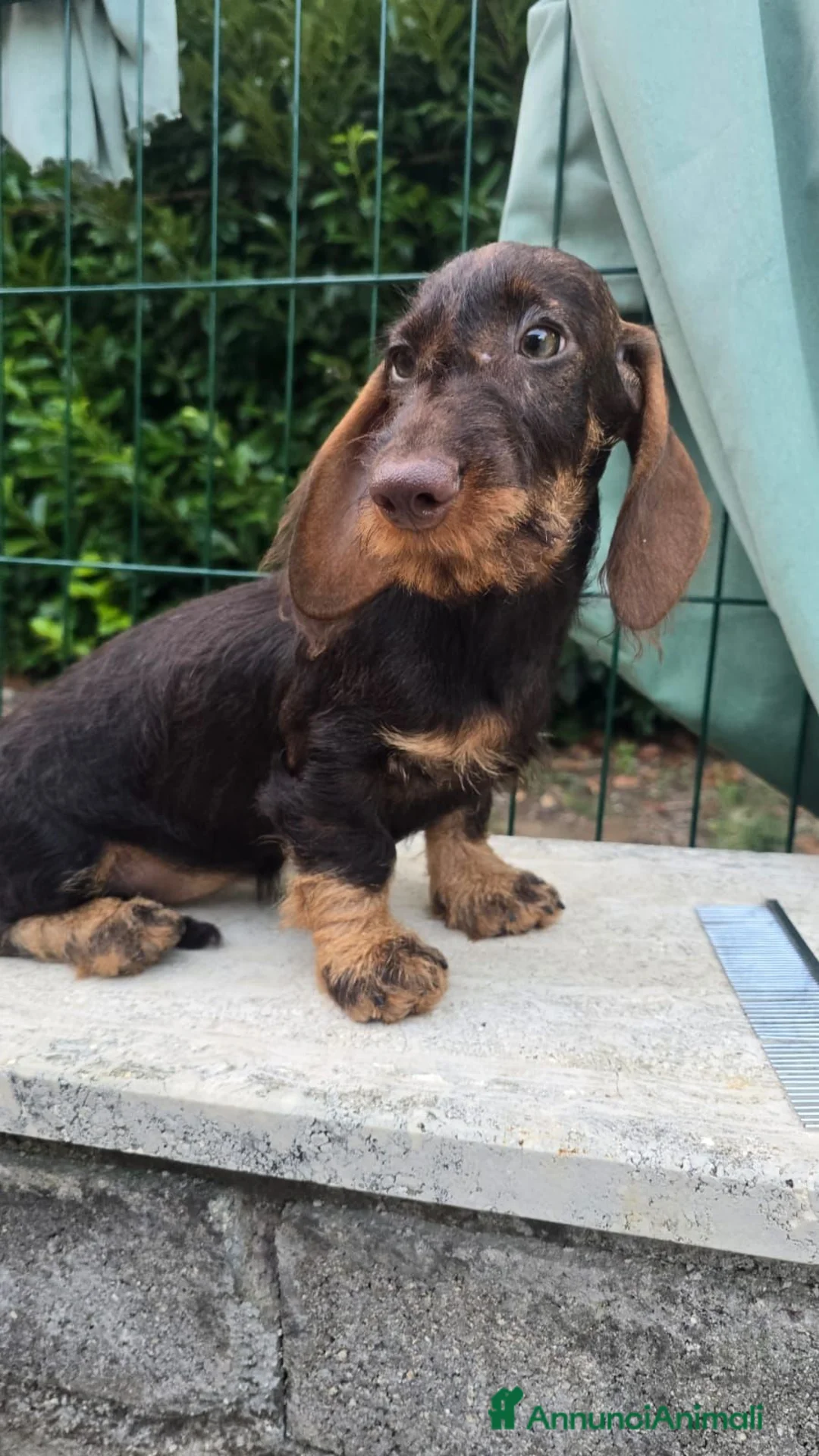 Bassotto cani in vendita: Bassotti a pelo duro - Annuncio 1